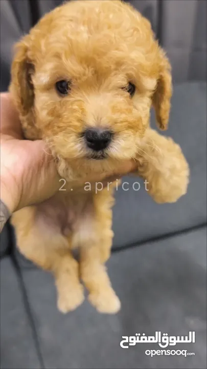 toy poodle apricot