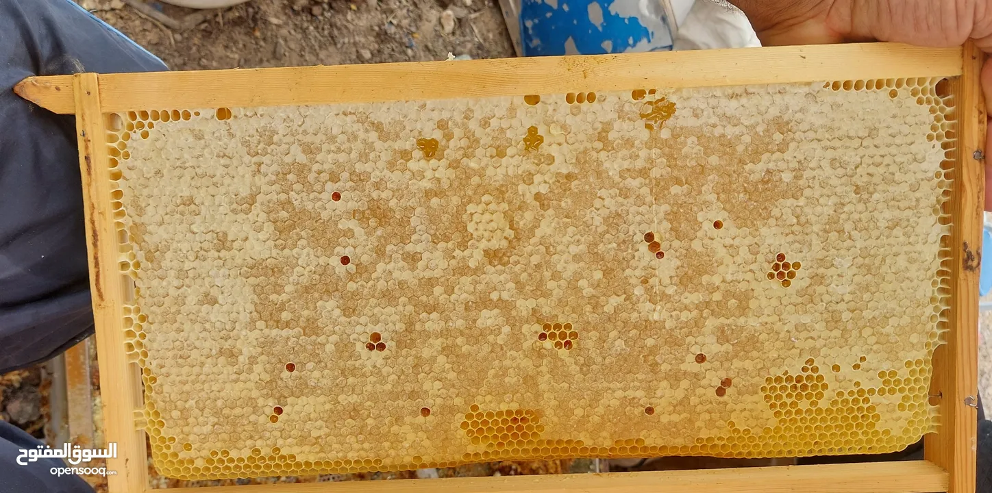تم بيع كل العسل المعروض و شكرآ