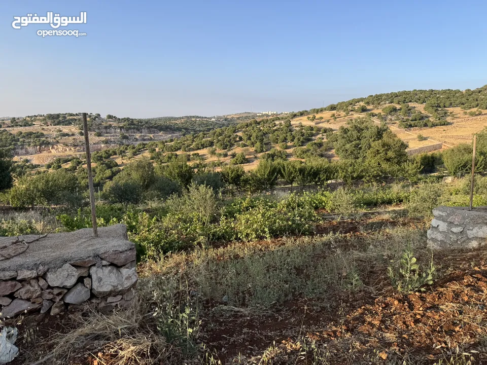 مزرعه للبيع / عجلون / رأس منيف