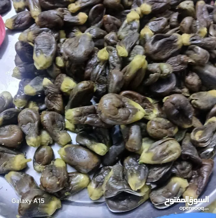 يوجد مقدوس طازج للبيع