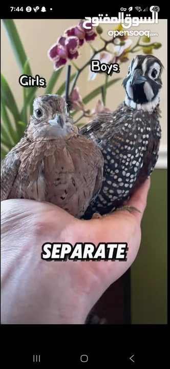مطلوب جاج نوع Montezuma Quail