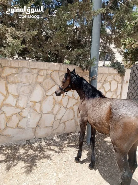 مهره عربيه بدون ورق