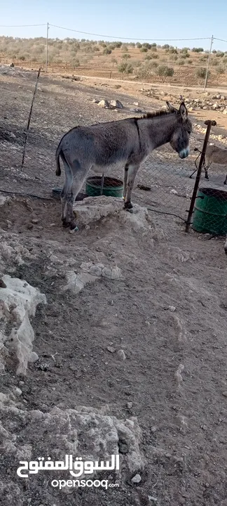 حمارات للبيع