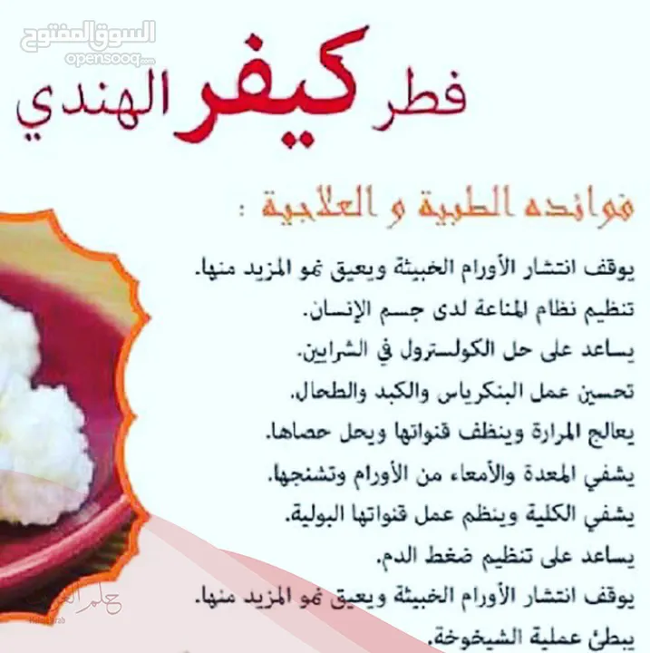 لبن الكفير،الفطر الهندي