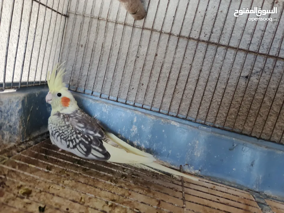 جوز كوكتيل مع فراخ وبيض / موقع عجلون عنجره / تفاصيل بالوصف
