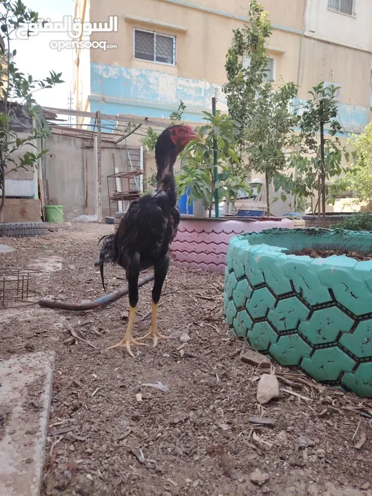 باكستاني، براهما، امهات لاحم فرخات عمر 3 شهور  صوص باكستاني حر  ديوك باكستاني خط أول و فرخات شغالة