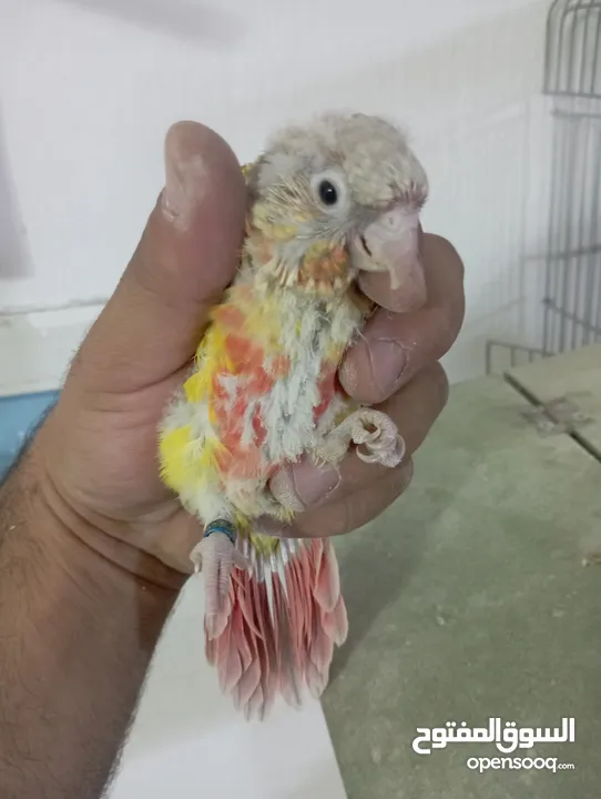 فراخ جرين شيك