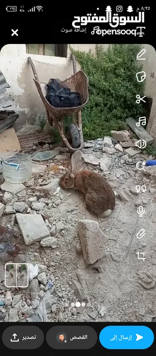 ارنب ذكر ماشاء الله الحجم البيع مستعجل
