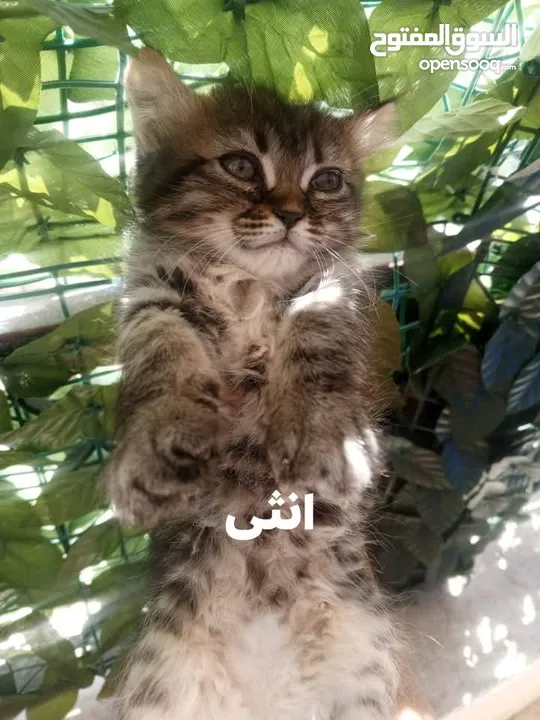 همالايا مكس شانشيلا