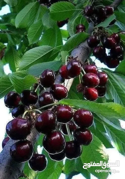 مشاتل السهل الاخضر الزراعيه تنسيق حدائق ومزارع