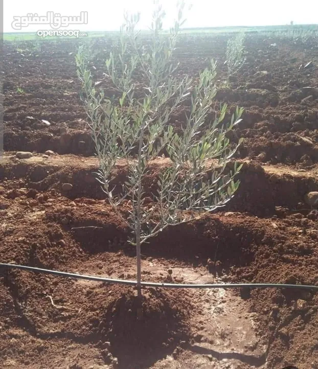 أرض حلوة ومرتبة.ع مستوى الشارع