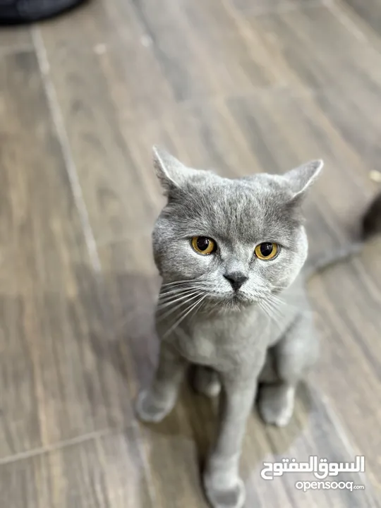 قط نوعه سكوتيش ستريت للبيع معقم القط بيحب يلعب عمرو سنتين