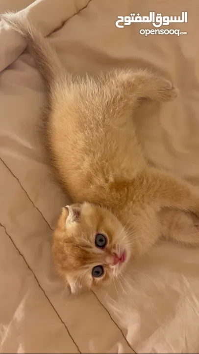 Pure Scottish fold in orange, different cat breeds