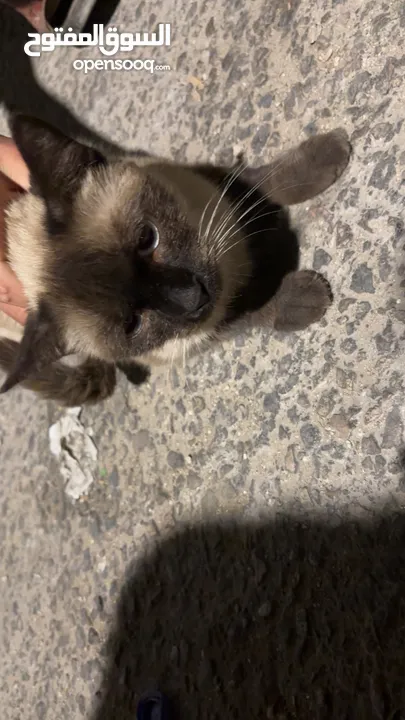 قطه سكوتش