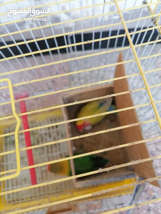 حبه روز وحبه فيشر للبيع بسعر مناسب