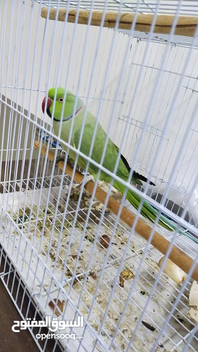 real green parrot with black and red line on his neck for sale