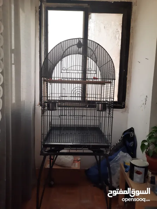 Healthy canary with eggs pair 4 sale + separate cage