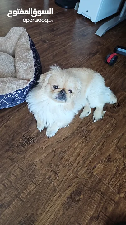 Male Pekingese want to find female for breeding