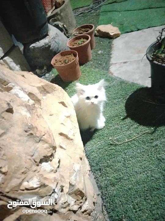قطط شيرازي ذكر وانثي