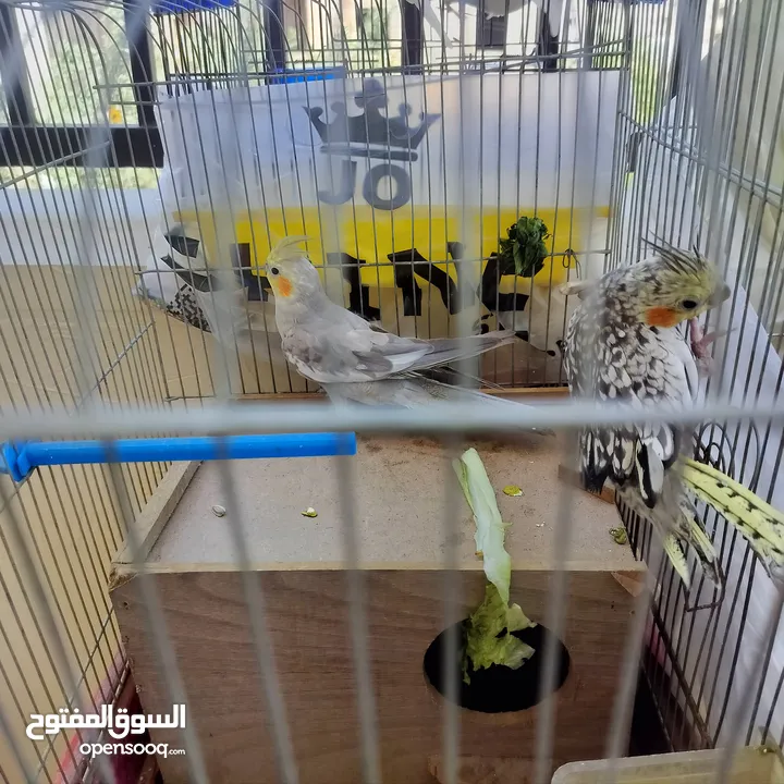 زوج طيور ببغاء كوكتيل