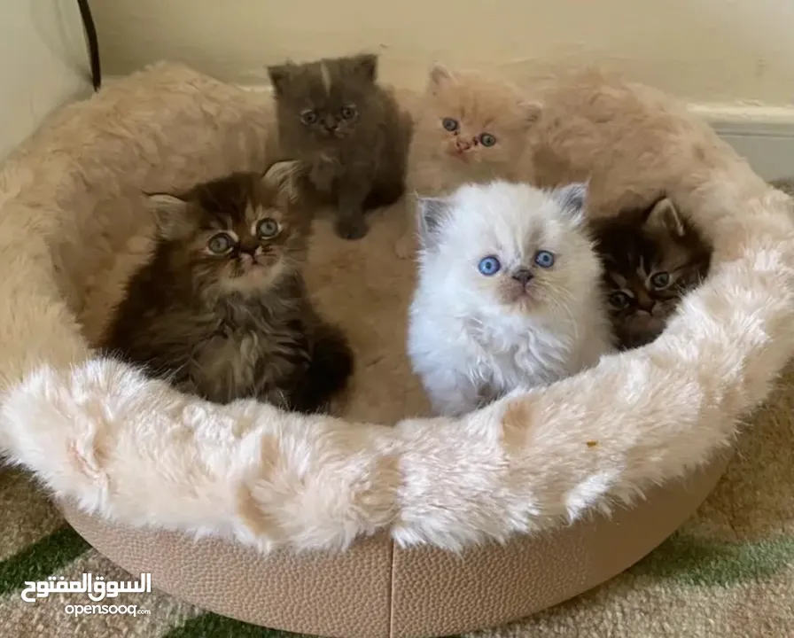 kittens -2.5 months