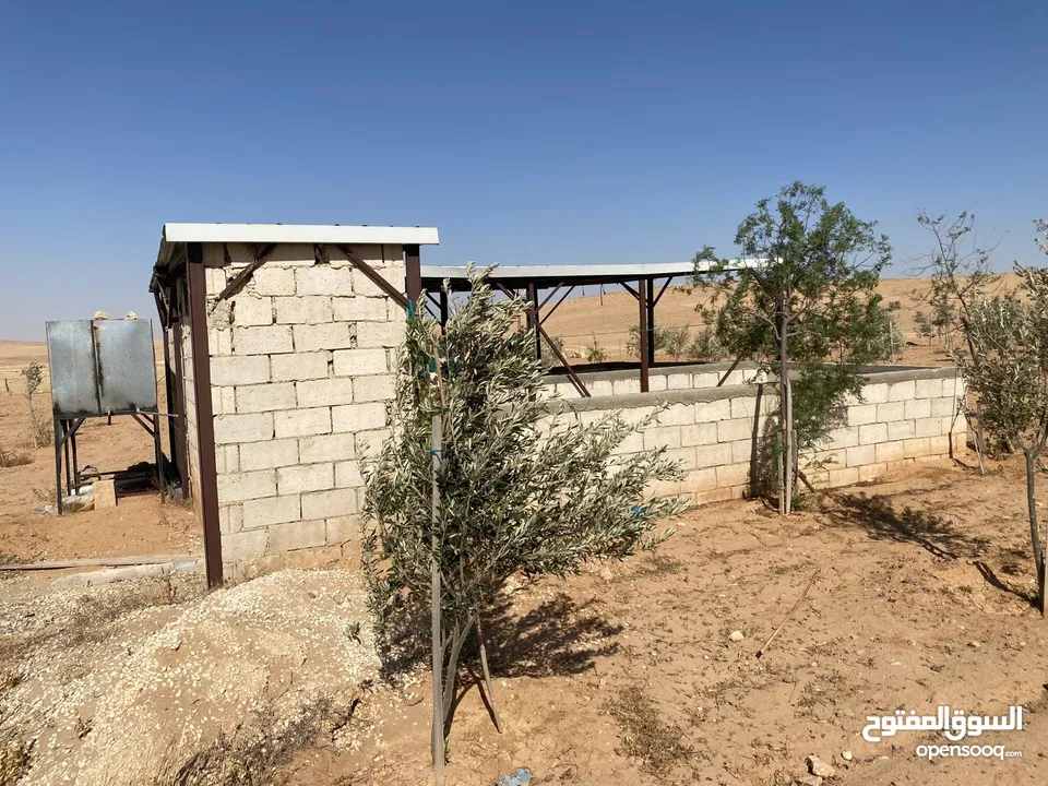 مزرعه زيتون
