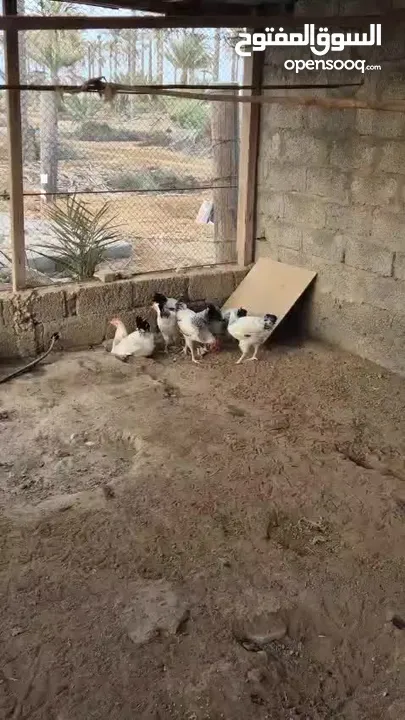 دجاج للبيع شوف الوصف.