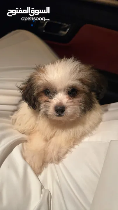 كلب شيتزو للتبني (ذكر)  Dog for adoption :Shih Tzu Puppy (Male)