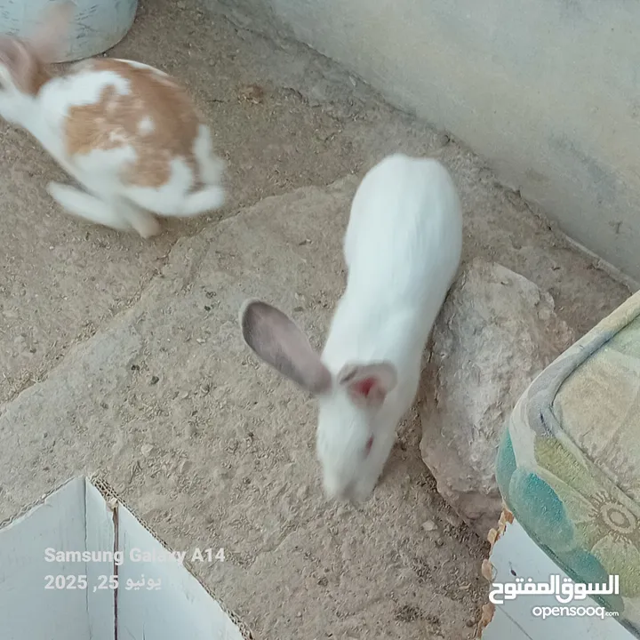 جوز ارانب هجين الماني