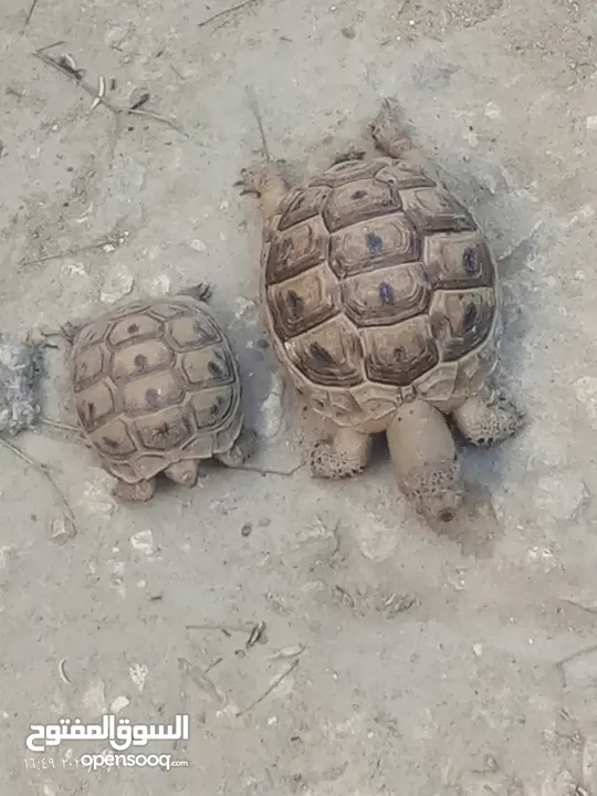سلاحف للبيع