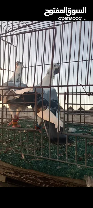 جوز فراخ اسطنابله  زرق وفرخ اسطنبولي احمر حبكين موجودات في الهاشمي الجنوبي