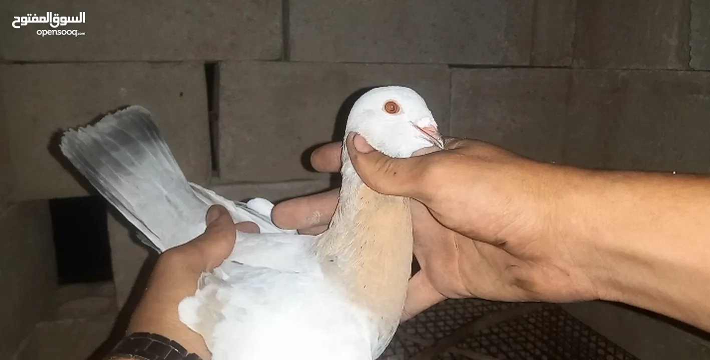 مخلف العام عمر سنه