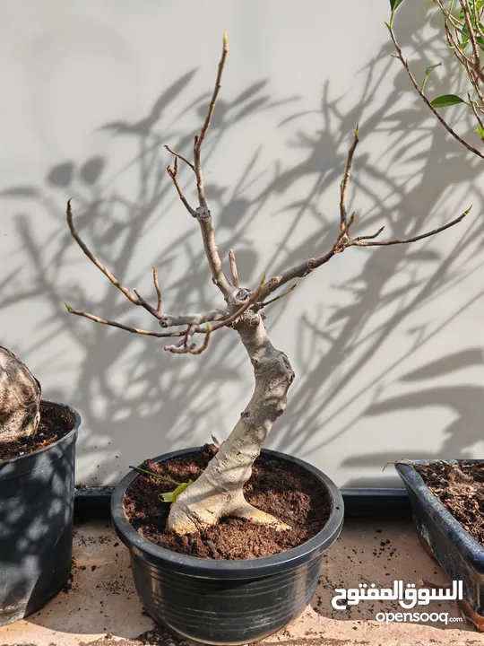 نباتات بونساي bonsai tree