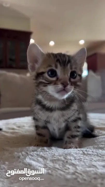 home trained Bengal kittens for adoption