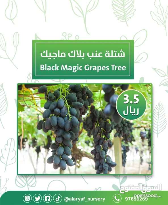 شتلات وأشجار العنب النادرة من مشتل الأرياف أسعار منافسة الأفضل في السوق   انگور  Grapes