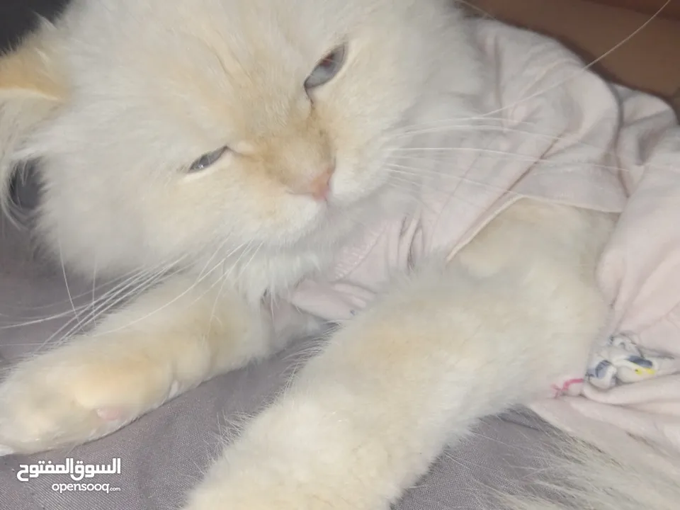 قطه هملاياء