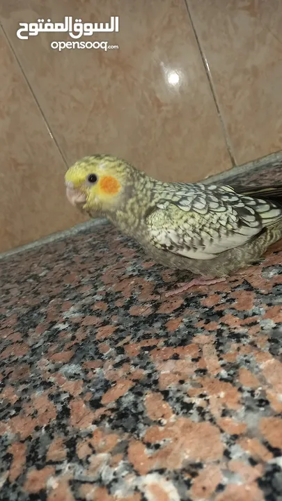 ببغاء كوكتيل اليف وعمرو صغير