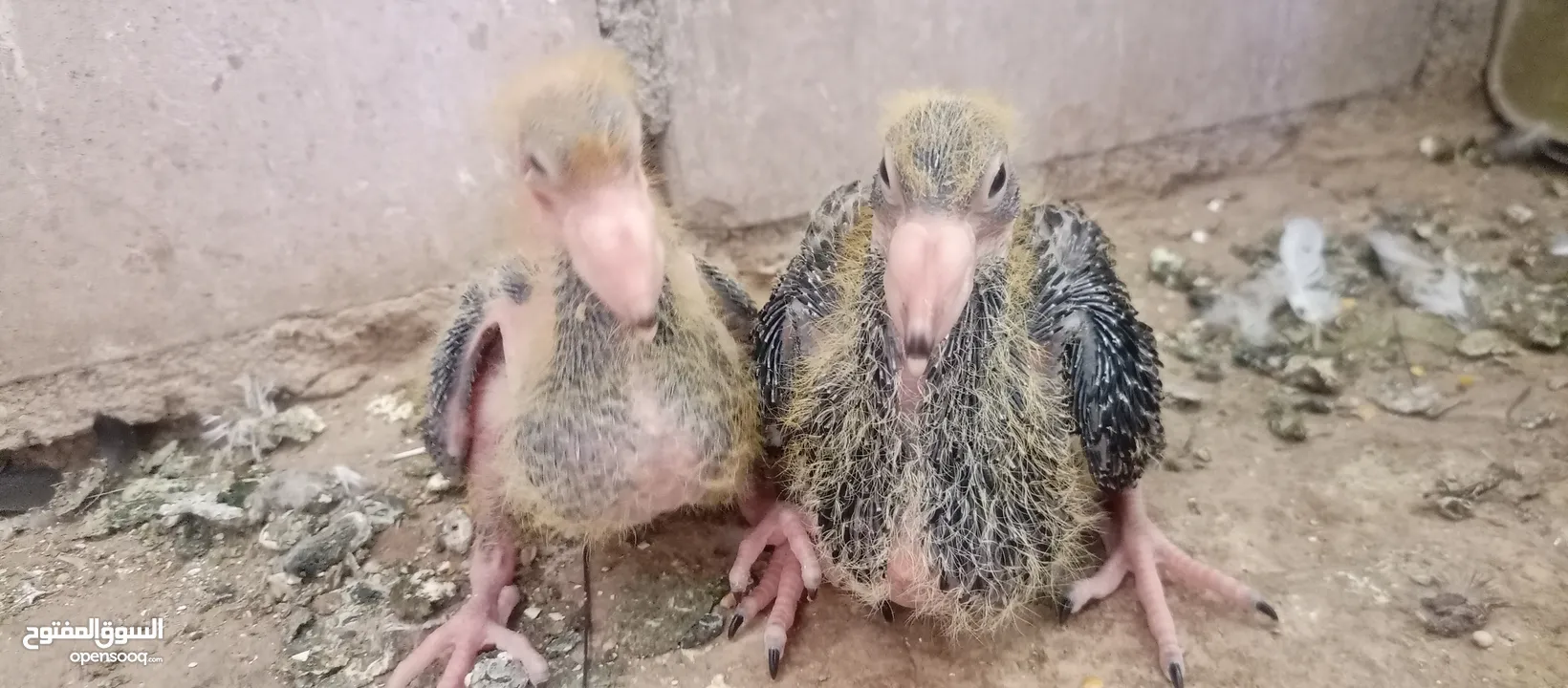 جوز جلوفت قراقطه