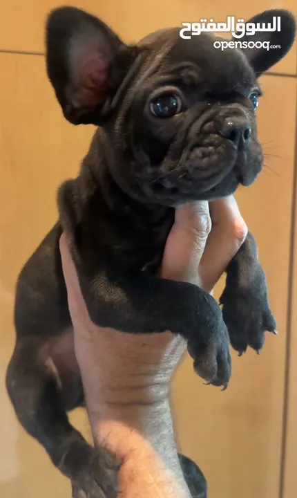 French bull dog female puppy