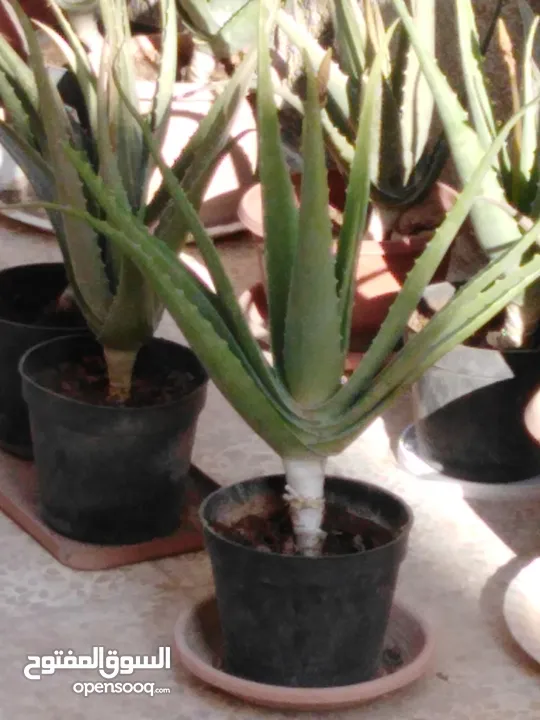 صبار الالوفيرا حجم كبير Aloe vera / الوفيرا / ألوفيرا مزهر عمر 3 إلى 4 سنوات