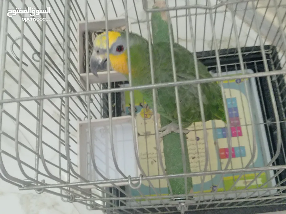 ببغاء امزوني اليف  هادي جدا للبيع قابل البدل على طيور