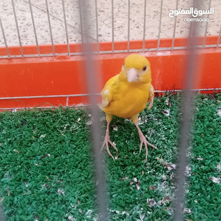 عصفور كنار