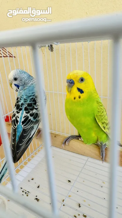 Love birds with cage