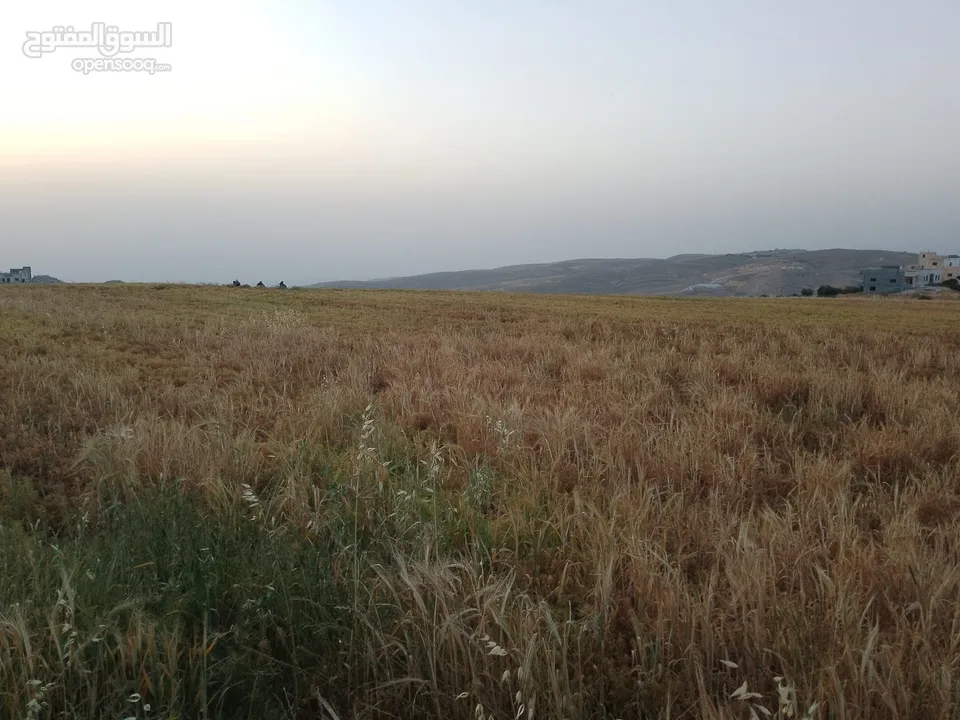 مادبا ماعين المشرفة قطعة ارض زراعية مميزة واصل الخدمات ذات اطلالة على البحر الميت واصل الخدمات