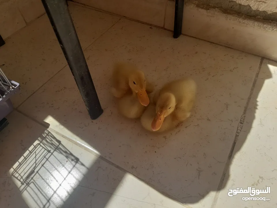 بط عدد 2للبيع عمر شهر