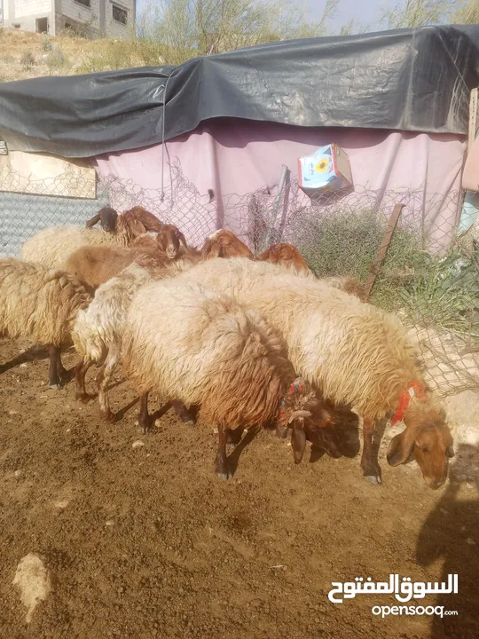 بسم الله ما شاء الله 6ثناي حبات 4انعاج للبيع كفاله