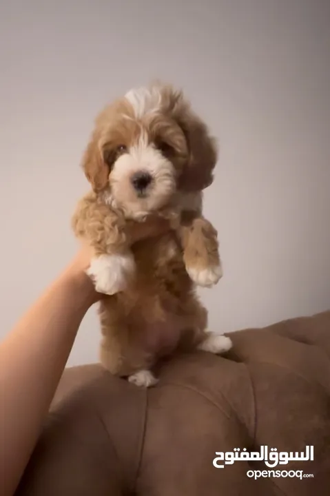 Toy maltipoo