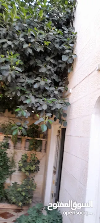 شجره مطاط زينا