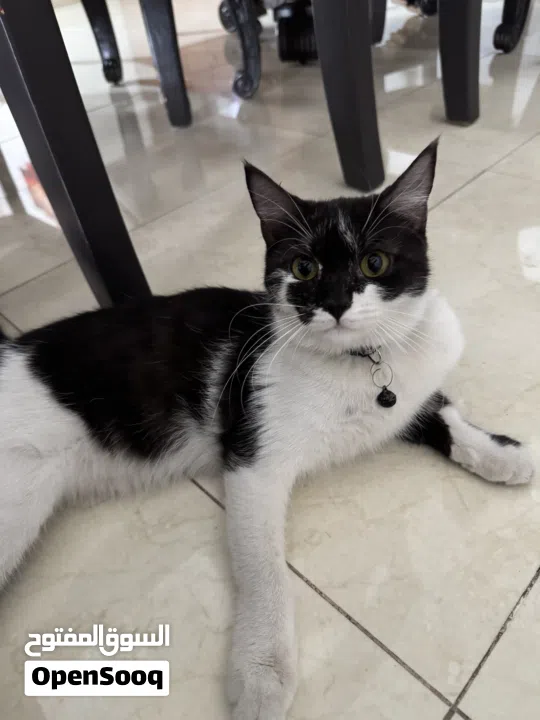 2 Female Cats for Adoption (8 Months)