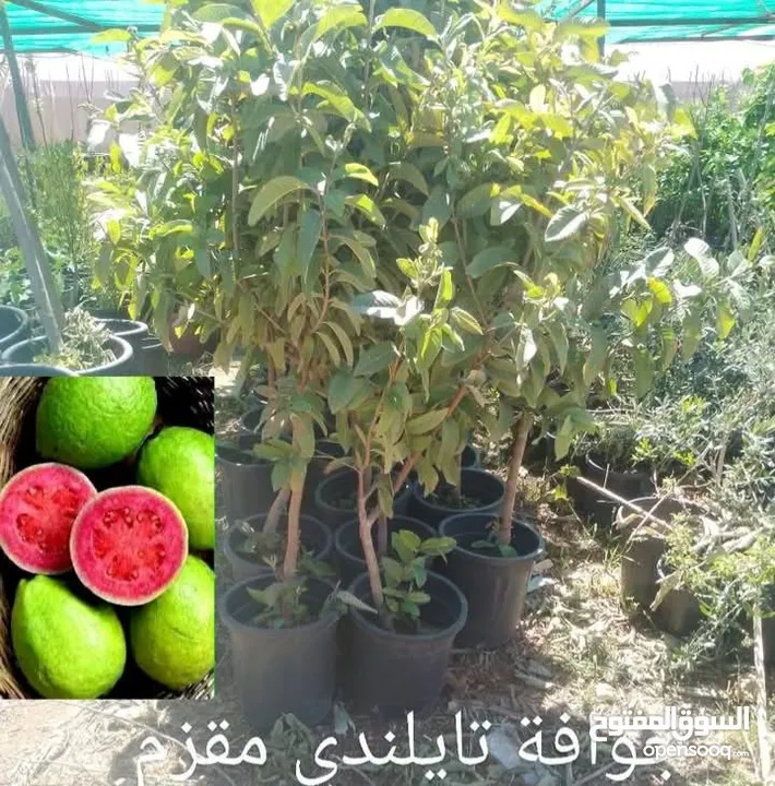 مشاتل السهل الاخضر الزراعيه تنسيق حدائق ومزارع